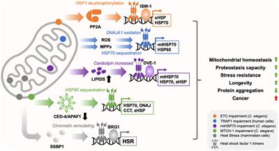 Potential roles for mitochondria-to-HSF1 signaling in health and disease